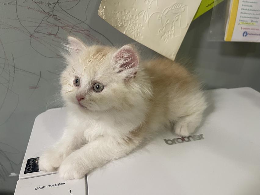 เปิดจองเด็กชายส้ม(สก๊อตติชโฟผสม) รูปที่ 3