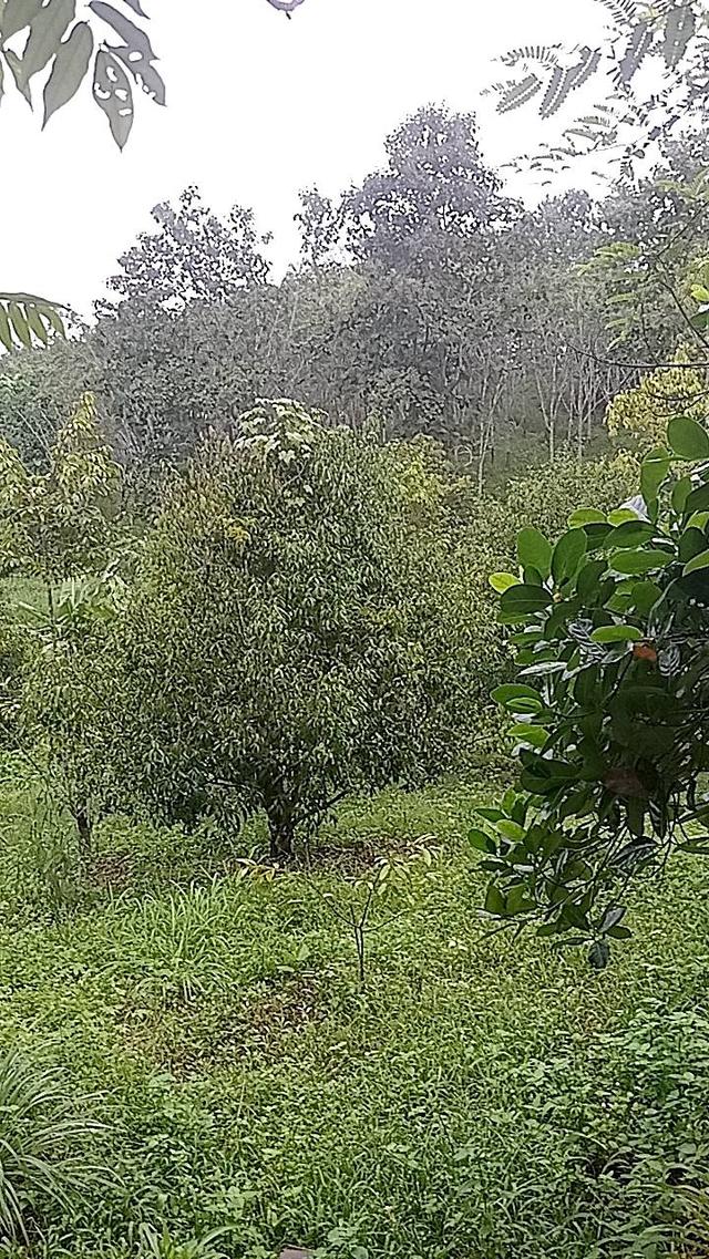 ที่ดินทองผาภูมิ 13