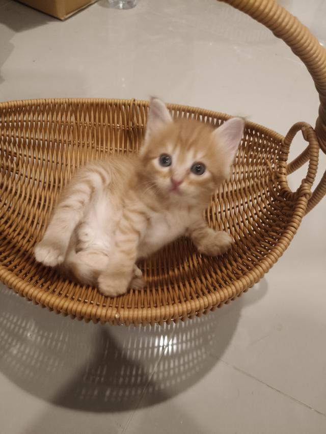 เด็กชายสก๊อตติช  ว่างหาบ้าน ราคาเบาๆๆๆ🏡💚🏠 2