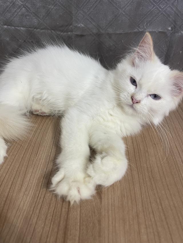 คนขายเลี้ยงเองครับ น้องแมวพันธุ์ อเมริกันเคิร์ลผสมหิมาลายัน เพศชาย ตาสีฟ้า พร้อมฉีดยา รูปย่อยที่ 3