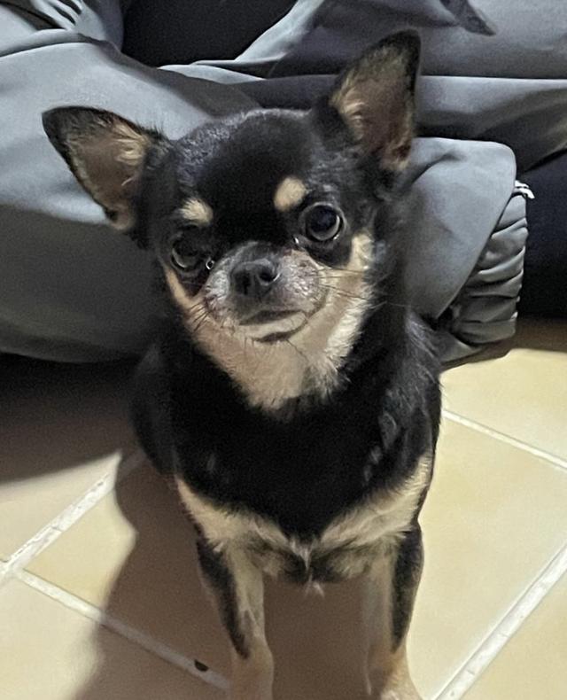 Chihuahua  2