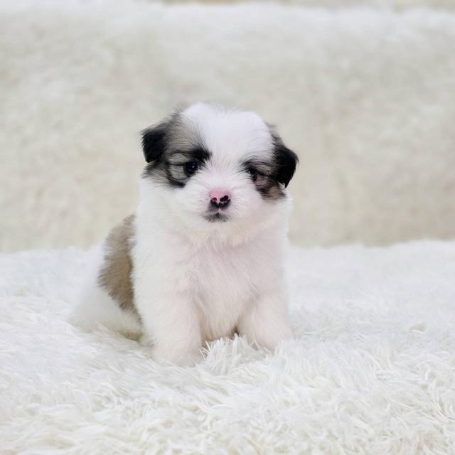 ชิสุผสมปอม เพศผู้ พิกัดรามอินทรา 4