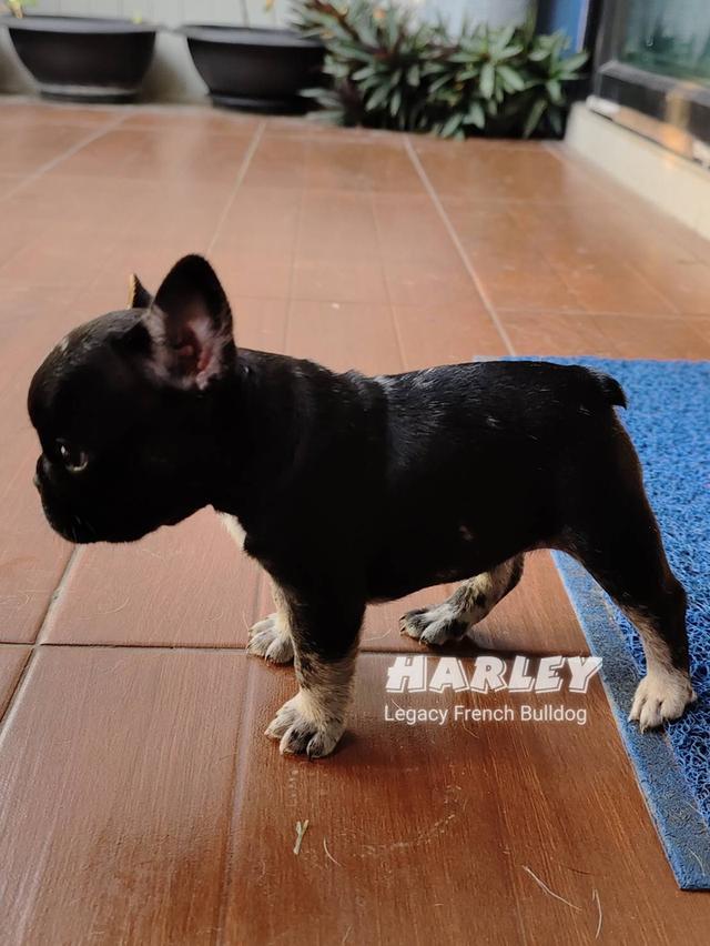 Harley, Exotic French Bulldog, black merle, rare color 13