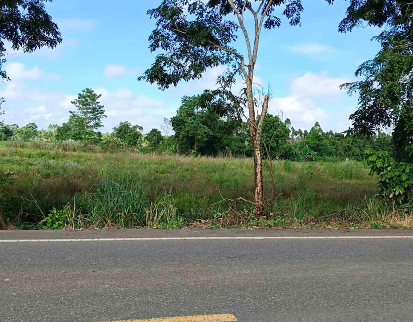 ขายที่ดินย่านรี 5 ไร่ ติดถนนเส้นบ้านตรอกปลาไหล ใกล้ตลาดขุนวิชัย-8กม. อ.กบินทร์บุรี ปราจีนบุรี 3