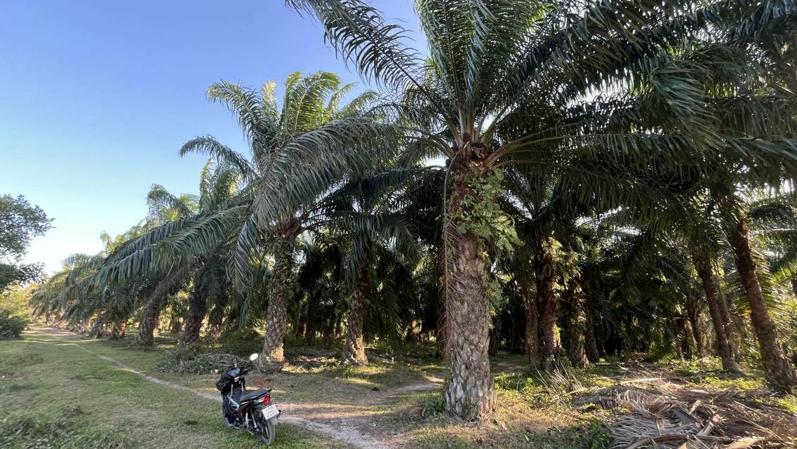 ขายที่ดินสวนปาล์มน้ำมัน 8