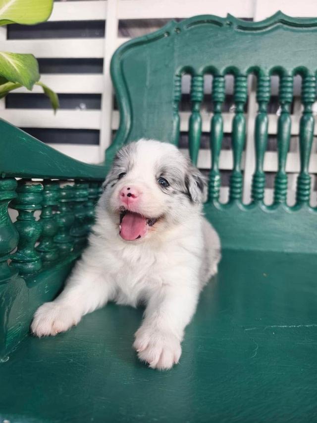 ลูกหมา Border Collie 3