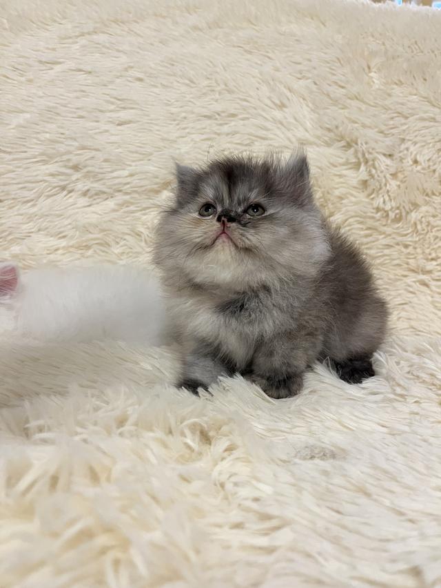 แมวเปอร์เซีย 😊🤭😆😁่ี่ 4