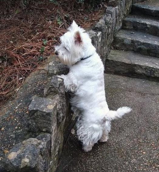 ขาย West Highland White Terrier เพศเมีย 2