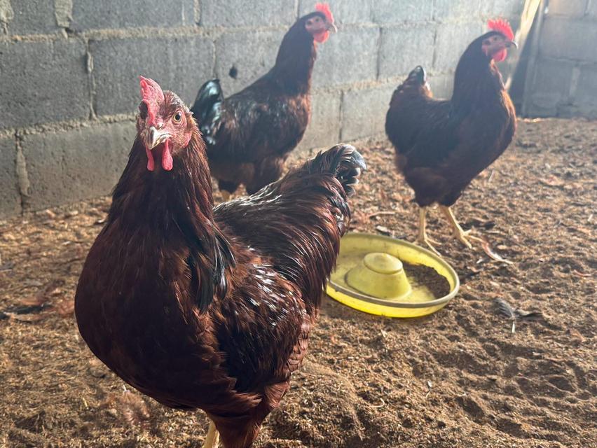 พ่อพันธุ์ไก่ไข่โรดไอส์แลนด์เรดออสเตรเลีย