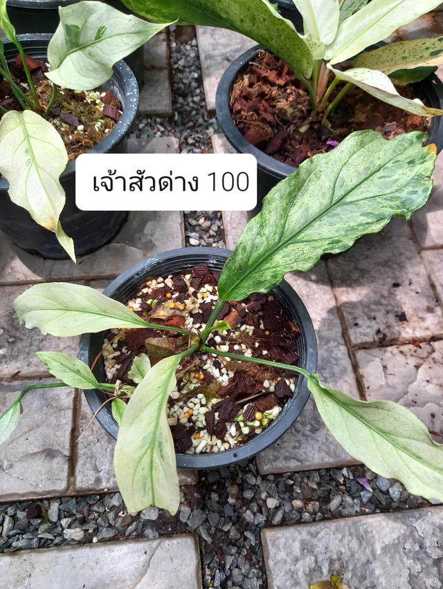 ต้นไม้ ไม้ประดับ ไม้ด่าง ไม้ใบ ไม้ฟอกอากาศ รูปที่ 5