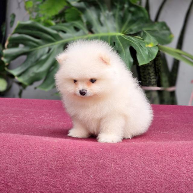 Pomeranianสีขาวหน้าหมีเพศผู้วัคซีนแล้วพร้อมย้ายบ้านมีบริการจัดส่งเก็บปลายทาง