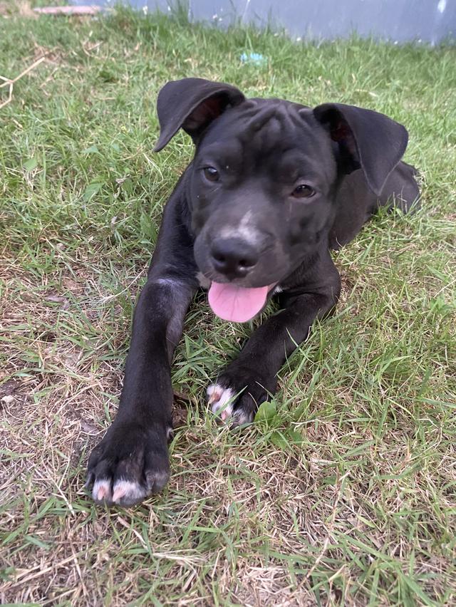 3 month old standard bully for sale รูปที่ 2