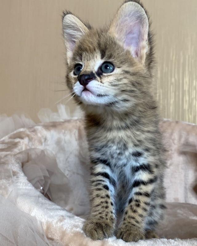 Exotic Serval Kittens for adoption