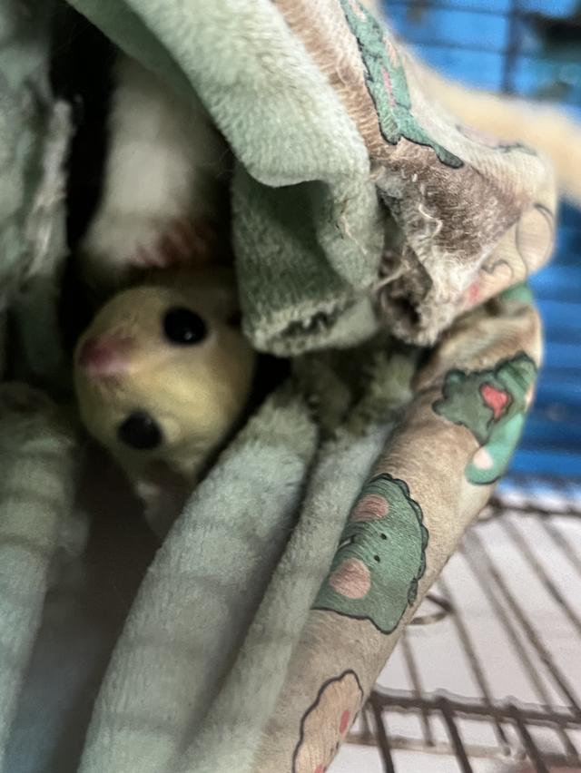 ชูการ์ไกลเดอร์สีขาวล้วน 2