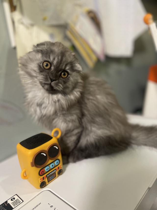 น้องแมวหน้าดำ(ชาย2เดือน)พร้อมย้านบ้าน 10