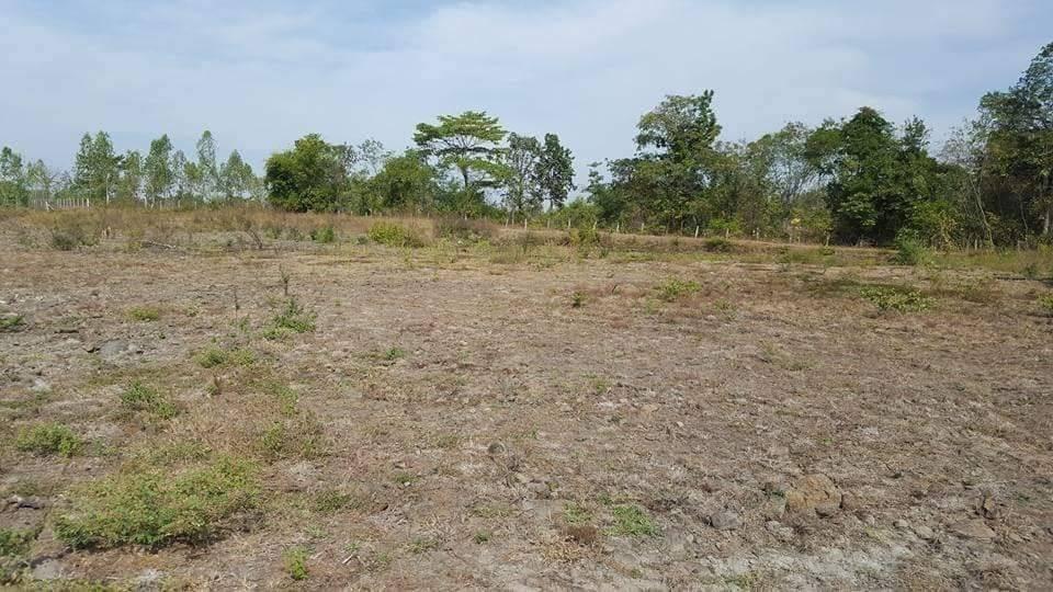ขายที่ดินบุรีรัมย์ Land for Sale in Buriram 5