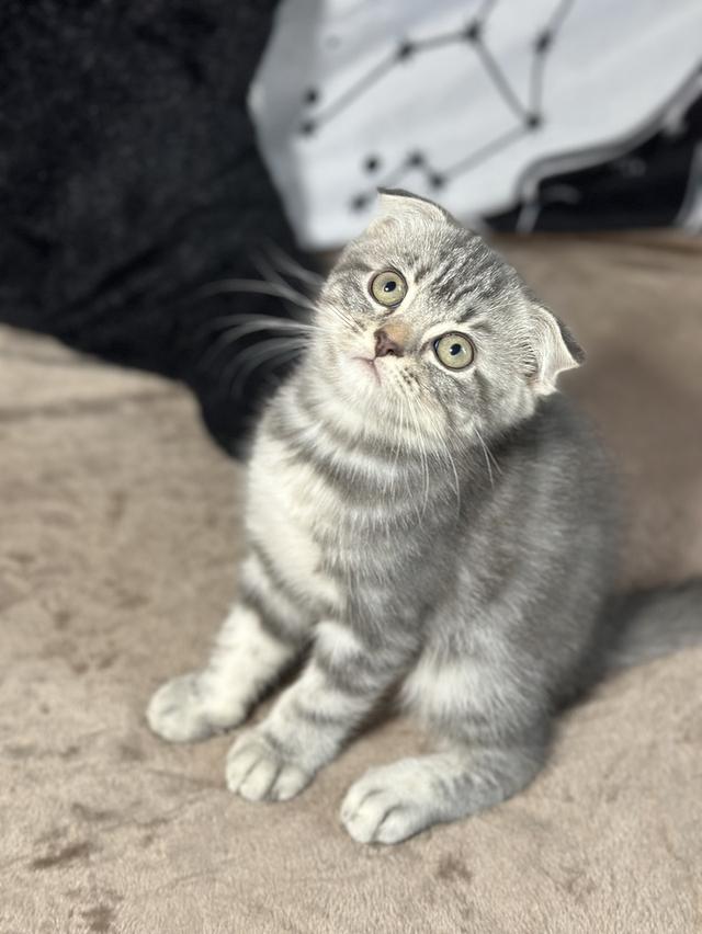 (ญ) แมวสก็อตติชผสมเปอร์เซีย