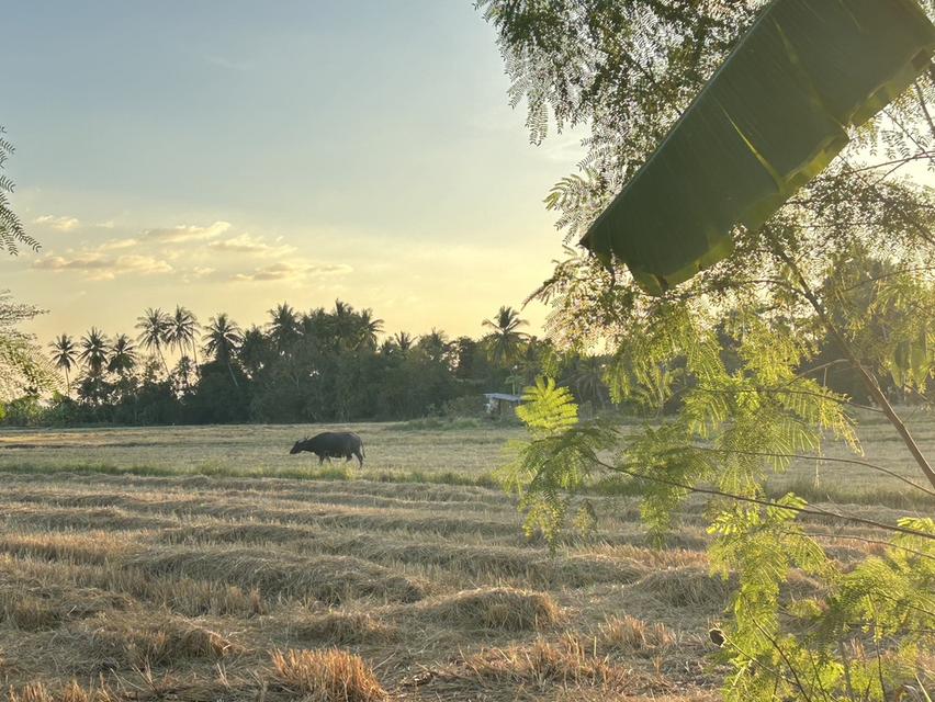 บ้านชั้นเดียว เนื้อที่ 1 ไร่ 4