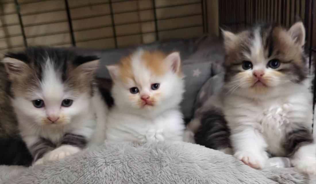 🌈เปิดจองน้องๆคลอกใหม่ ทักแชทพร้อมเปิดกล้อง รับน้องได้หลังหย่านม รูปที่ 14