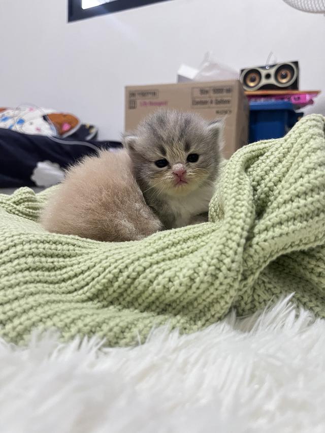 ลูกแมว  สก๊อตติช ขนยาว รูปที่ 5