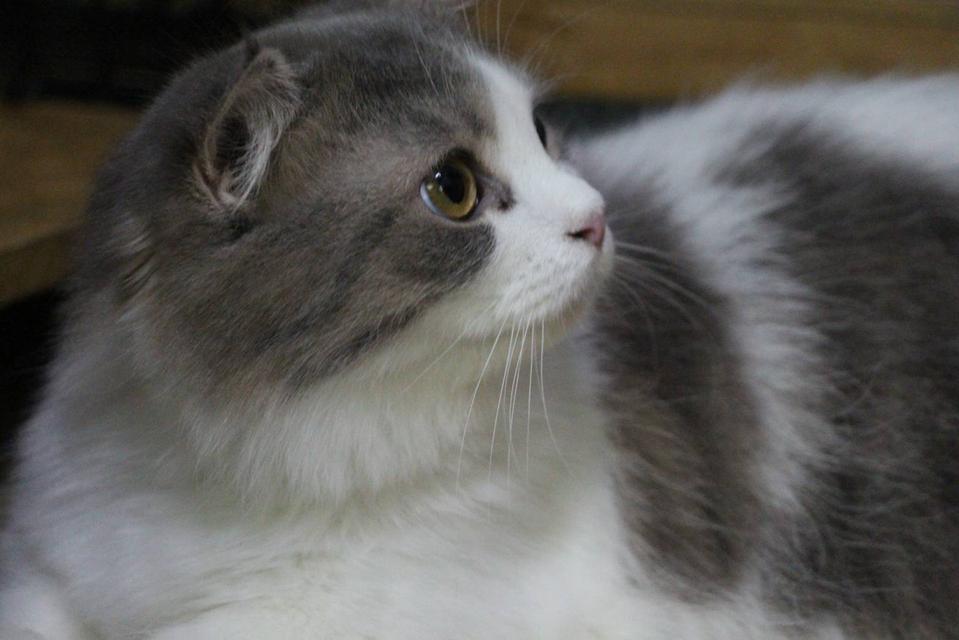 แมวพันธุ์มันซ์กิ้นขาสั้นเพศเมีย รูปที่ 2