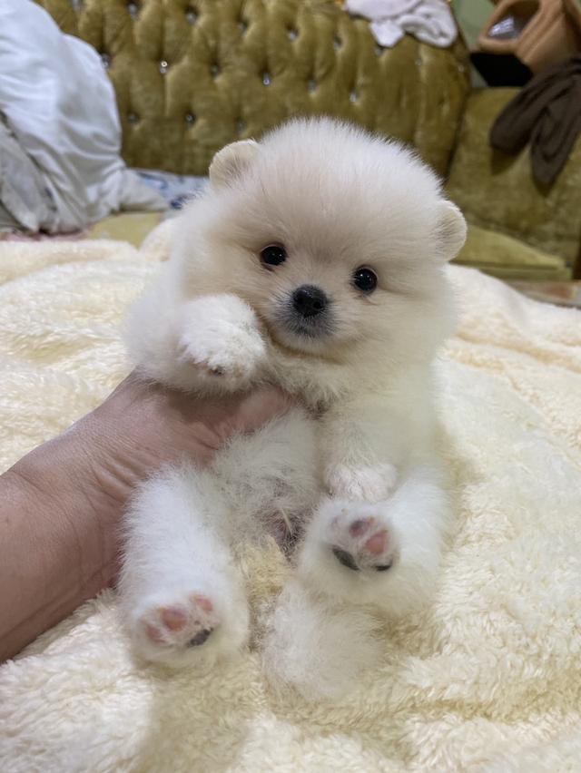 ลูกปอมแท้ น่ารัก สั้นหมี ทีคัพ พร้อมย้ายบ้านค่ะ