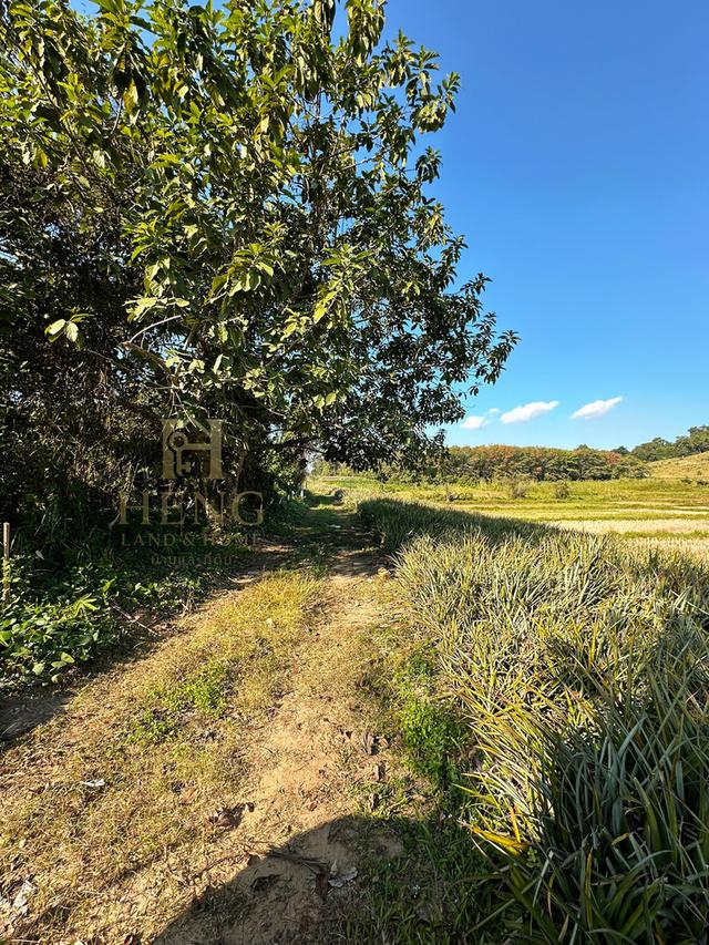 ที่ดินวิวภูเขา 88 ไร่ ติดถนนใหญ่ ทำเลอนาคตไกล แม่จัน  โอกาสพัฒนาได้หลายรูปแบบ!” 11