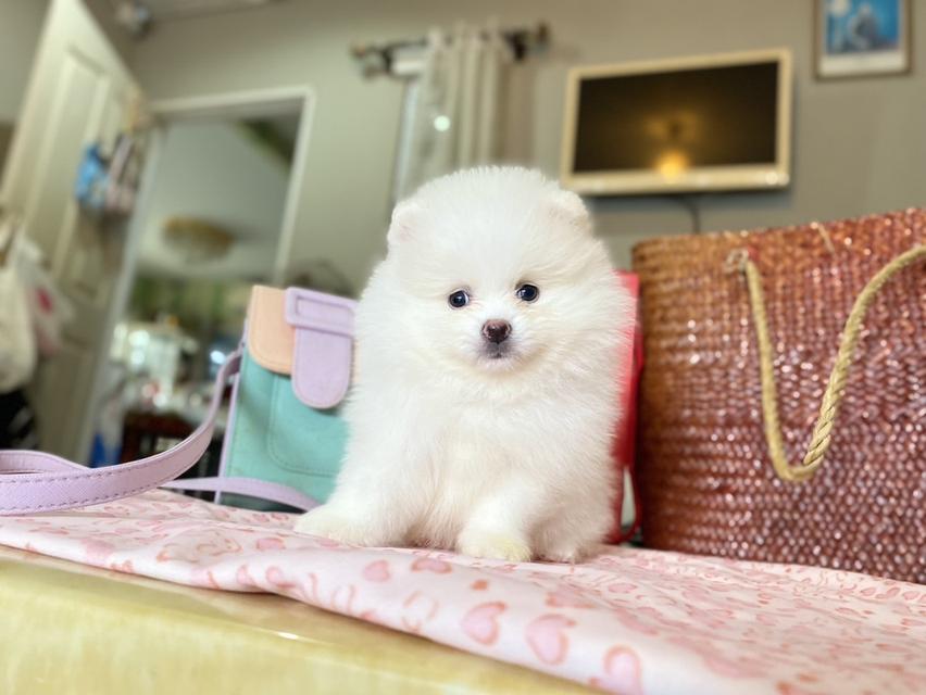 ลูกปอมแท้ พร้อมย้ายบ้าน มีหลายตัวให้เลือกจ้า 6