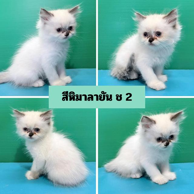 เปอร์เซียแท้ พร้อมย้ายบ้าน รูปที่ 5