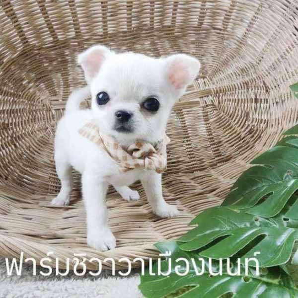 ชิวาวาสีขาว 3