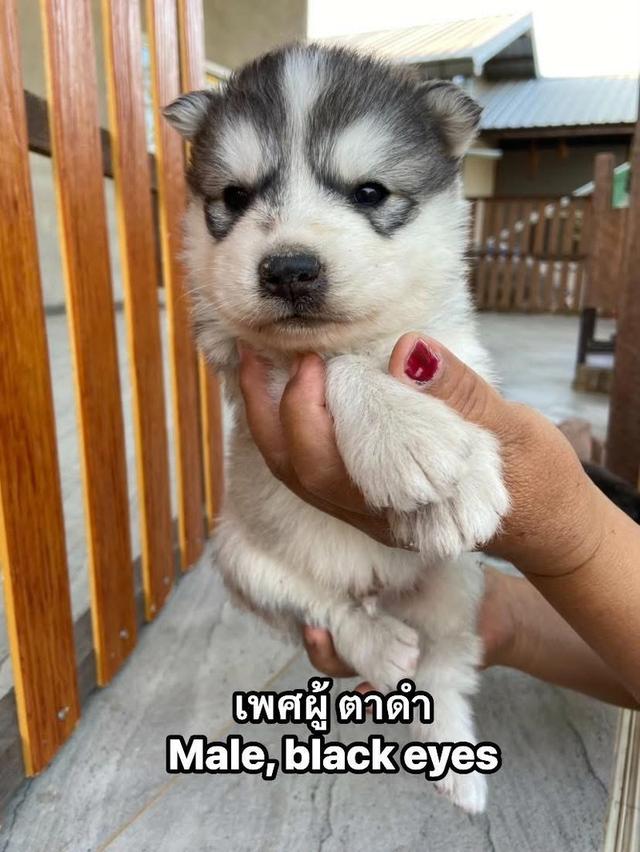 ไซบีเรียนว่าง4ตัว ผู้3เมีย1 รูปที่ 2