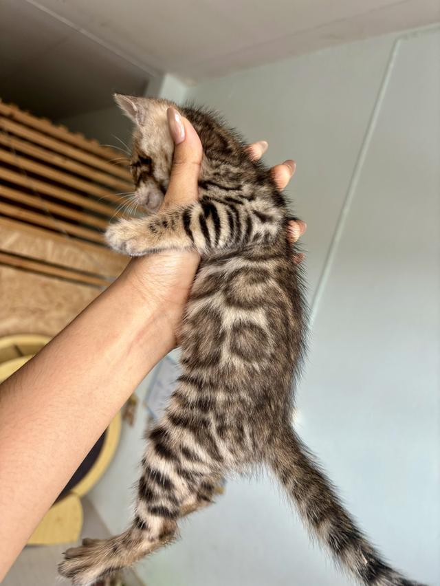 แมวเบงกอล 6