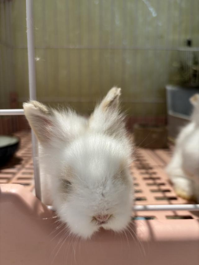 Teddy Bear Rabbit  8