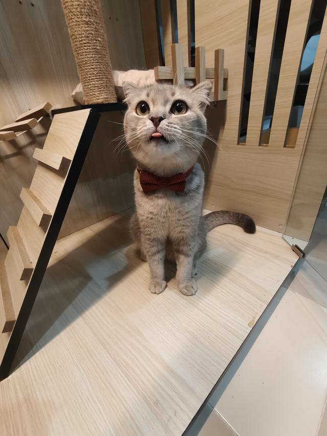 พ่อพันธุ์สก็อตติช ให้ลูกเยอะอายุ 11 เดือน