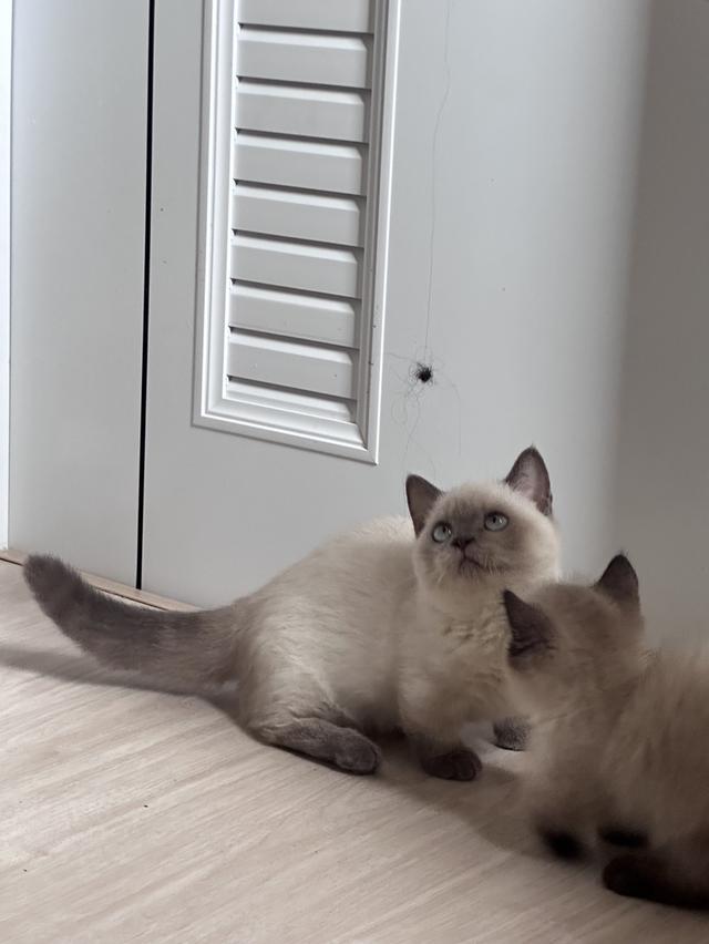 munchkin cat bluepoint  1