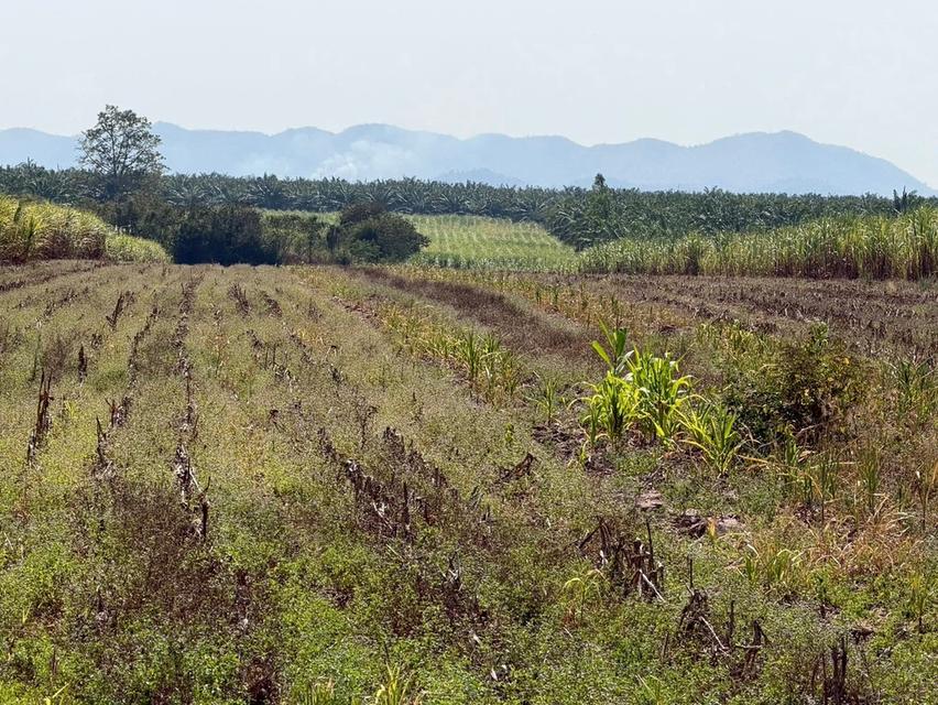 ที่ดินโฉนดครุฑแดง 44-0-79 ไร่ อ.บ้านไร่ จ.อุทัยธานี ติดถนนลาดยาง ที่ดินสูงเท่าถนนไม่ต้องถม ซอย7 ห่างถนนหลัก333 (ถนน4เลน) เพียง 2 ก.ม. ปากทาง มี 7-11 , 18