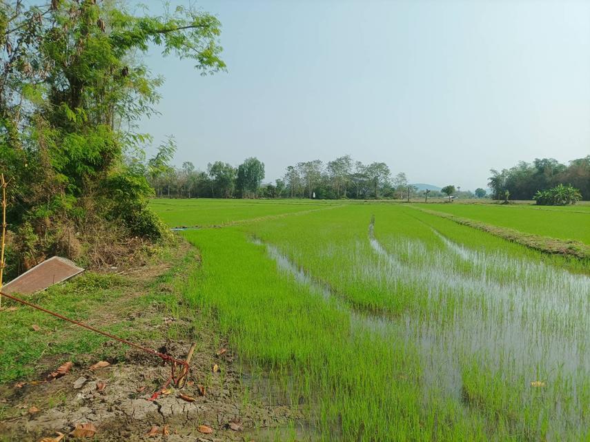 ขายที่ดิน 16ไร่1งาน ต.สง่าบ้าน อ.ดอยสะเก็ด จ.เชียงใหม่ 2