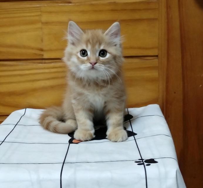 ลูกแมวเปอร์เซียลพบุรี รูปที่ 5
