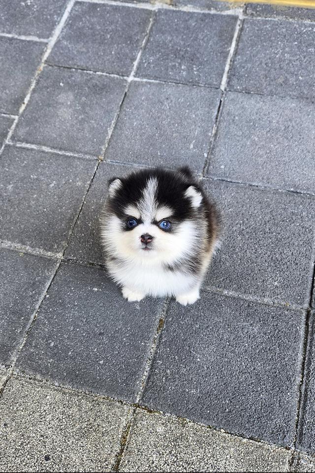 ขายลูกสุนัข Pomsky แท้ นำเข้าจากเกาหลี หน้าหมี น่ารักมาก หายากในไทย รูปที่ 6