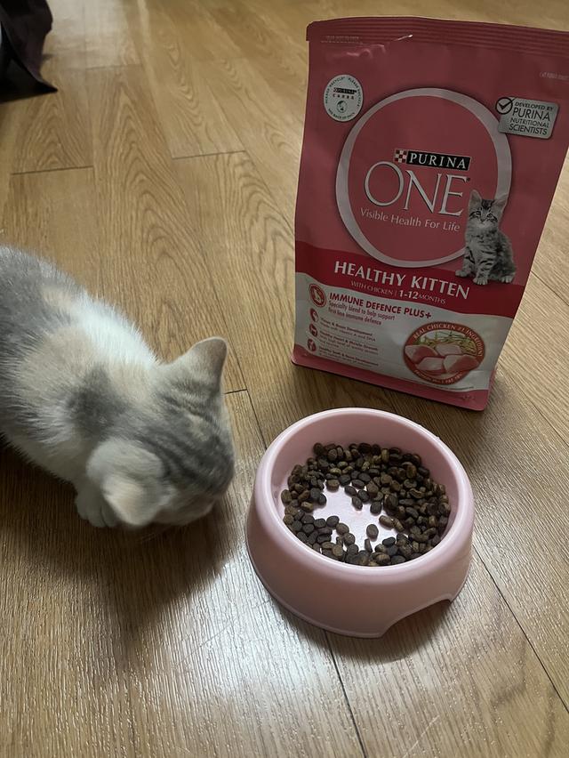 แมวมัชกิ้นผสมเปอร์เซีย