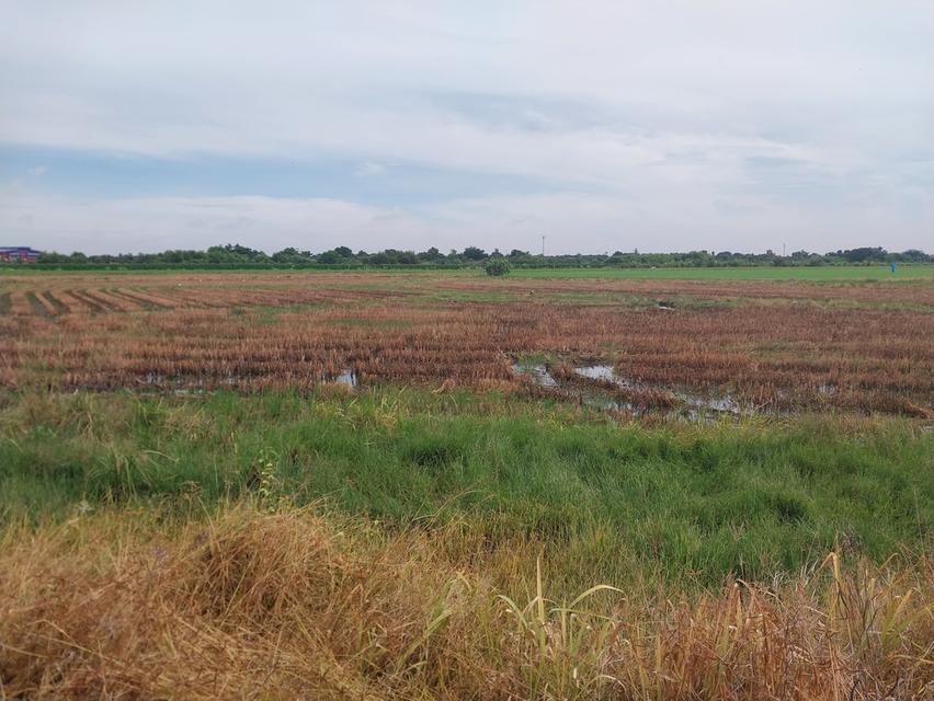 ที่ดินแถวปทุมธานีถนนราชพฤกษ์ตัดใหม่มุ่งหน้าปทุม 4