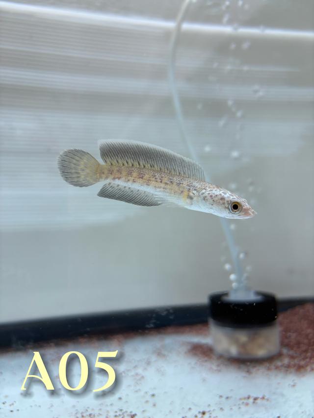 Auranti CB ( Hi-Fin ) 2.5-3.0 Channa Fish #oscar_channa_fish รูปที่ 4