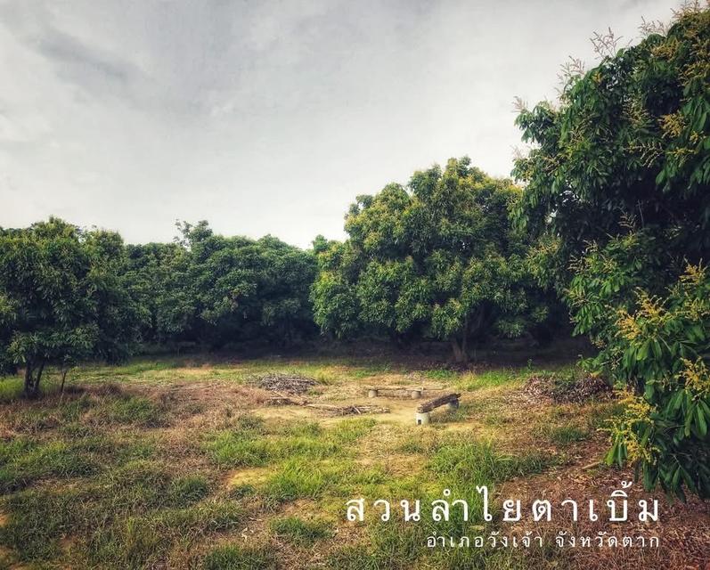 ลำไยกระโหลกเนื้อกรอบหวาน