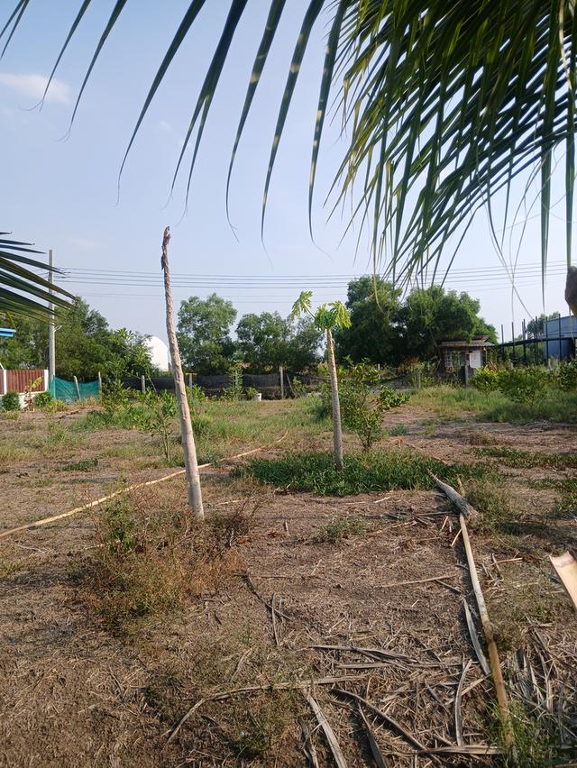 ●○●○ที่ติดน้ำ 40 ตร.ว ขาย590,000 มี 3แปลง●○●○ 6