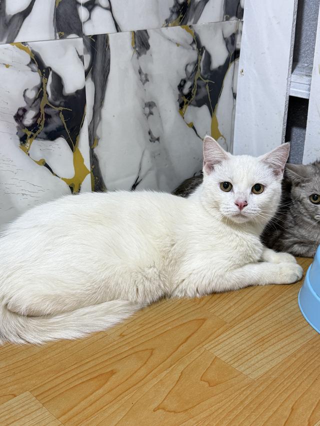 ลูกแมวพันธุ์สก๊อตติชแท้ 4