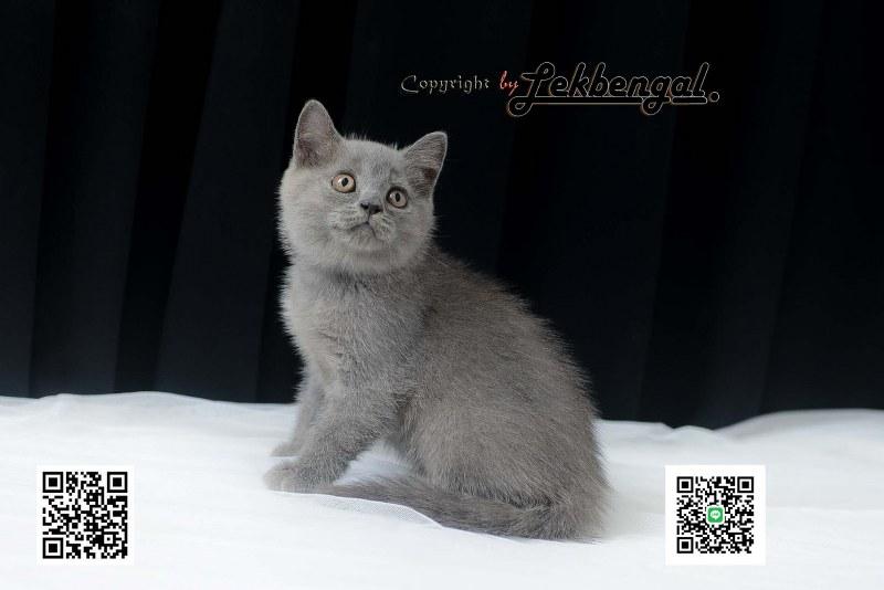 บริติชชอร์ตแฮร์ British Shorthair