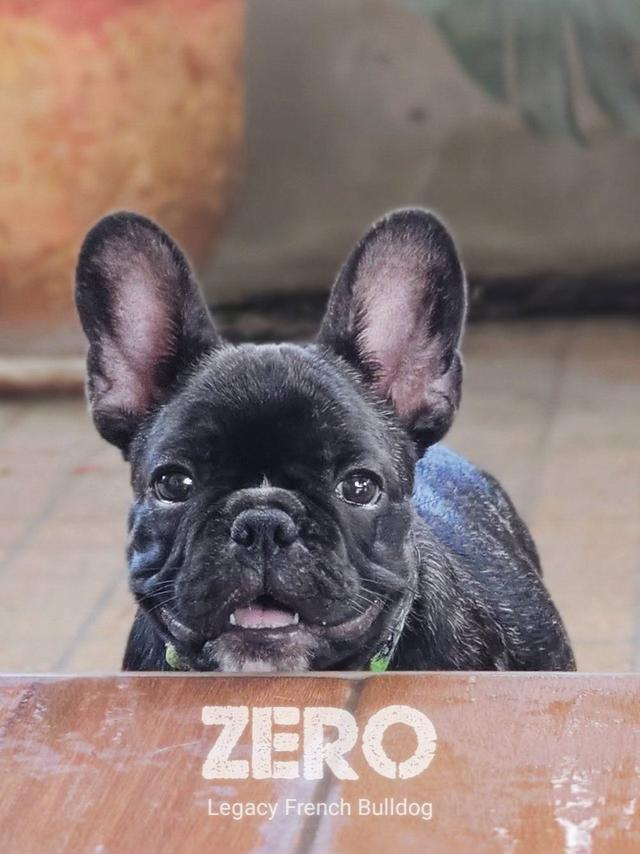 ZERO สุนัขเฟรนช์บูลด็อก 18