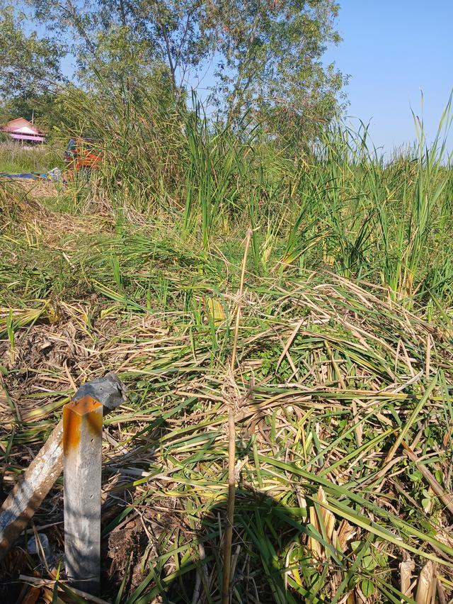 ที่ดินหนองจอก ประชาสำราญ ซอย2 4