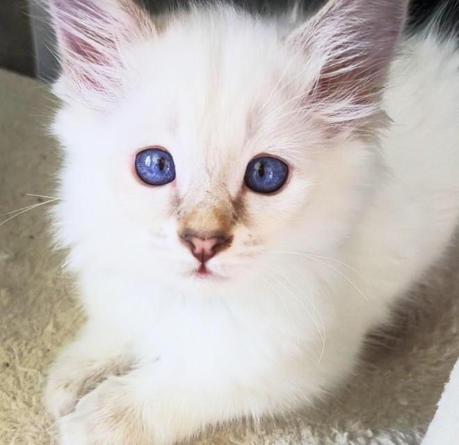 ลูกแมวบาลีนีสสีขาว ดวงตาสีสวย