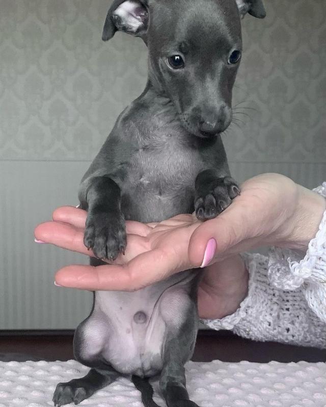 Italian Greyhound puppies | WhatsApp me : +971 58 208 8241 รูปที่ 2